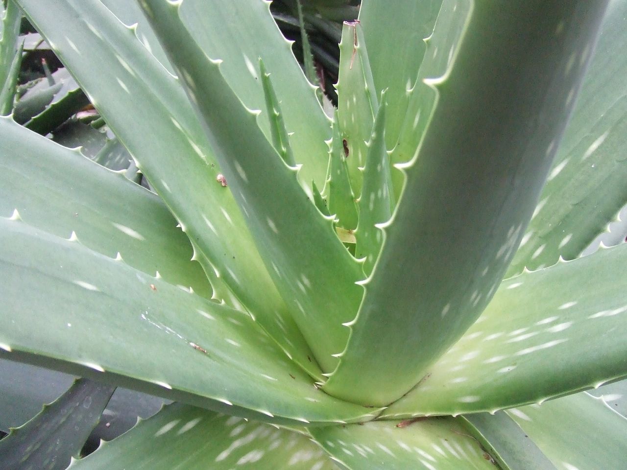 Aloe vera386868234