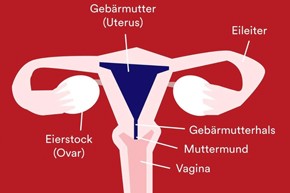 Gebärmutter Aufbau